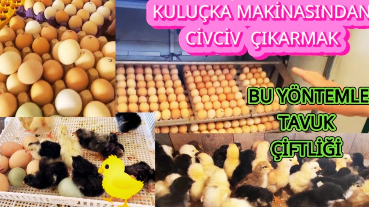KÖYDE PARA KAZANMA #köyhayatı #tavukçuluk #civciv #yumurta