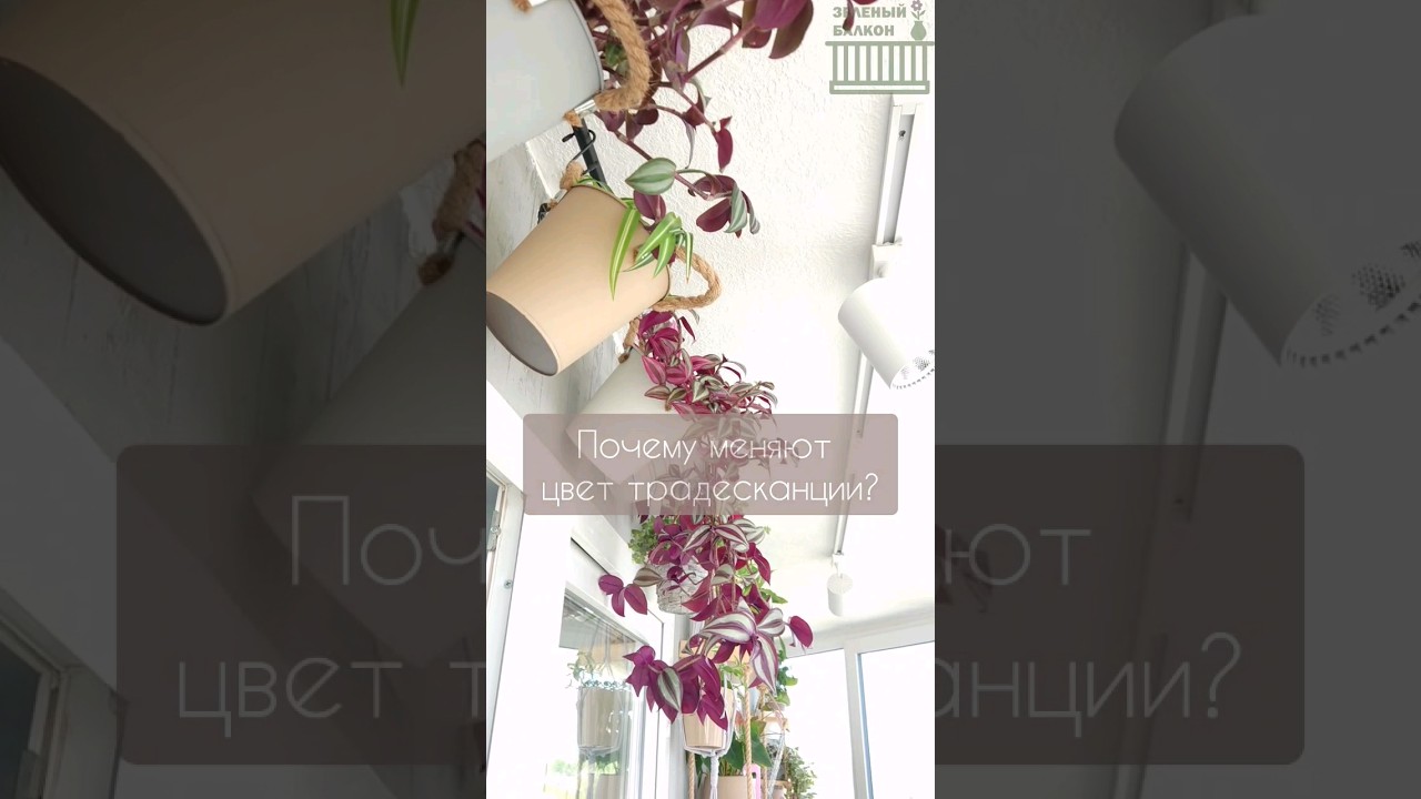 ЧТО БУДЕТ ЕСЛИ ПОЛИТЬ ТРАДЕСКАНЦИЮ Шоколадный холм?  #tradescantia #традесканция
