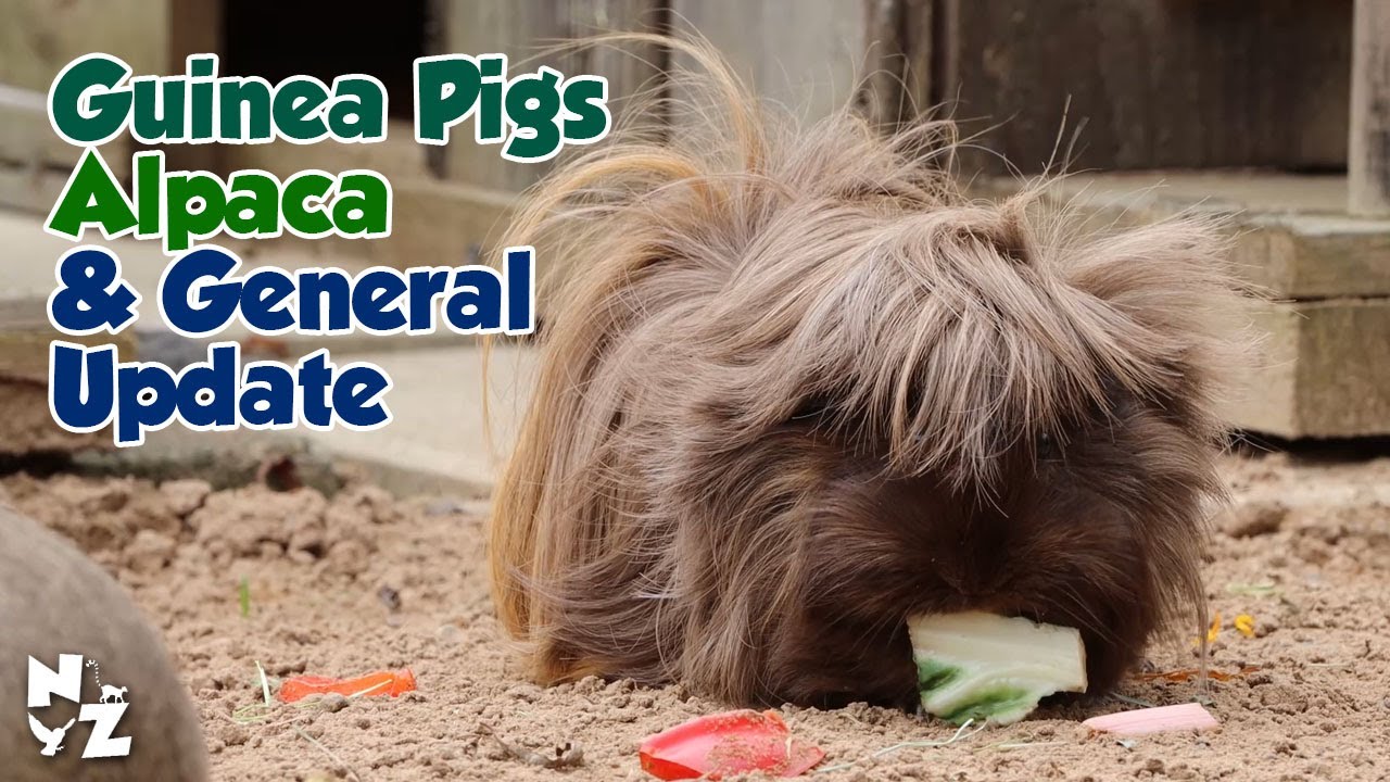 Guinea Pig Weekend | Alpaca Shearing | Events Update