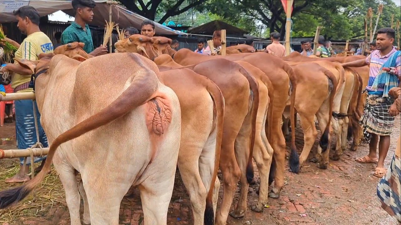 💰 আজ ১৬ জুলাই ২০২৫ || শাহিওয়াল বকনা গরুর ভিডিও দাম দর। সোনাইচন্ডী  হাট চাপাইনবয়াবগঞ্জ জেলা || #cow