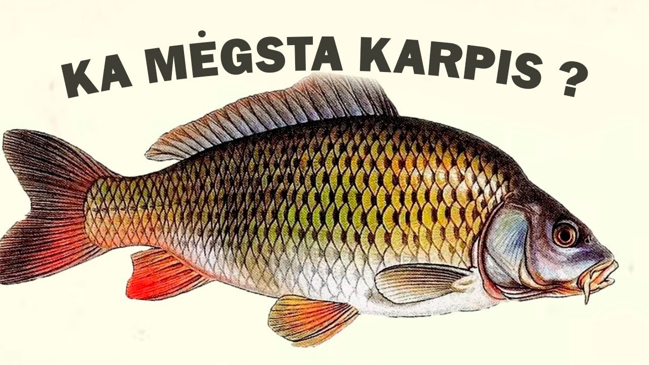 Karpių žvejybos ypatumai! Ką mėgsta &scaron;i žuvis?