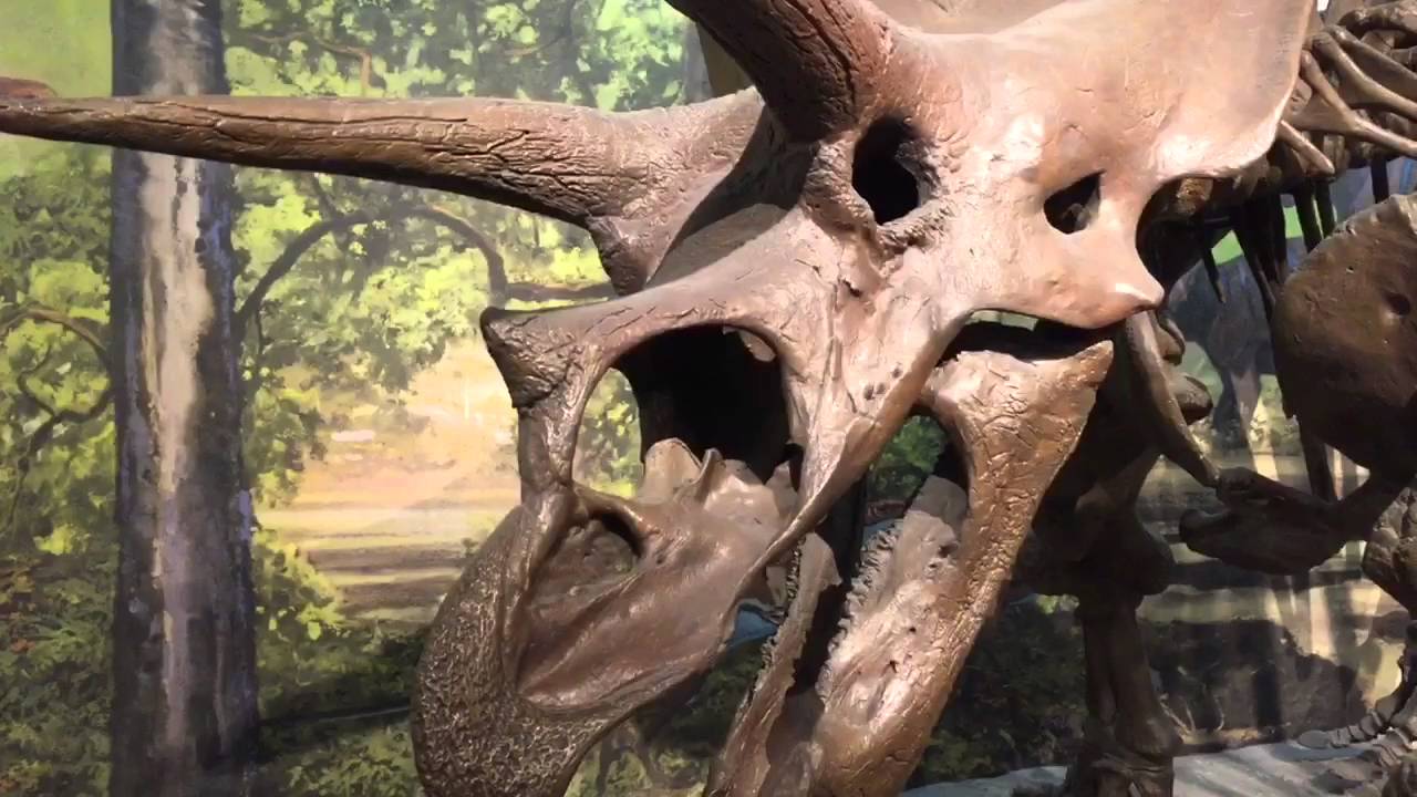 Our trip to the Boston Museum of Science!