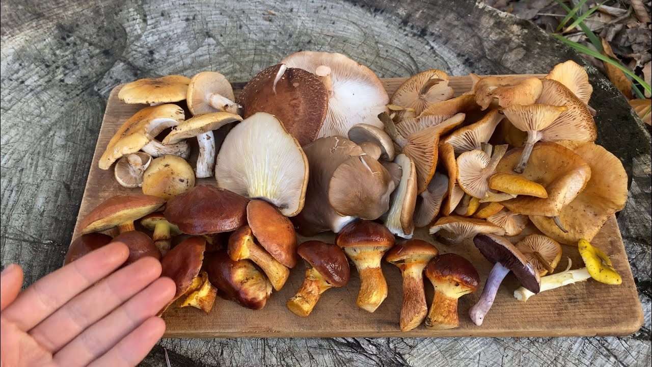 きのこ狩りして天然キノコのビーフシチュー作って食べる