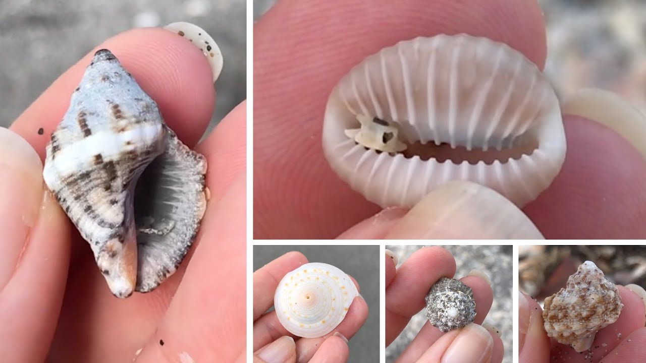 Florida Shelling Jupiter Island; Coral Cove Park. We went across the state to look for new shells!