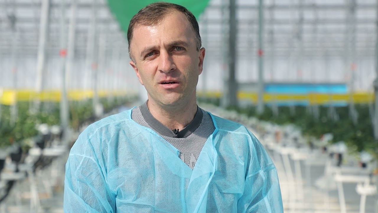 Ջերմոցային տնտեսություն