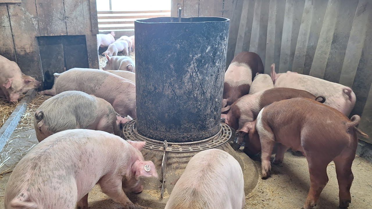 Futterautomat für Schweine selbst entwickelt