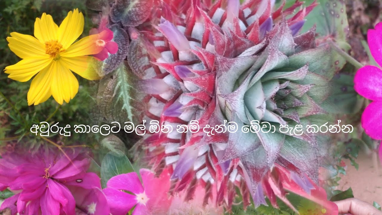 මල් ටික ටික එකතු කරන සංජු තමයි මං 🌺🌼