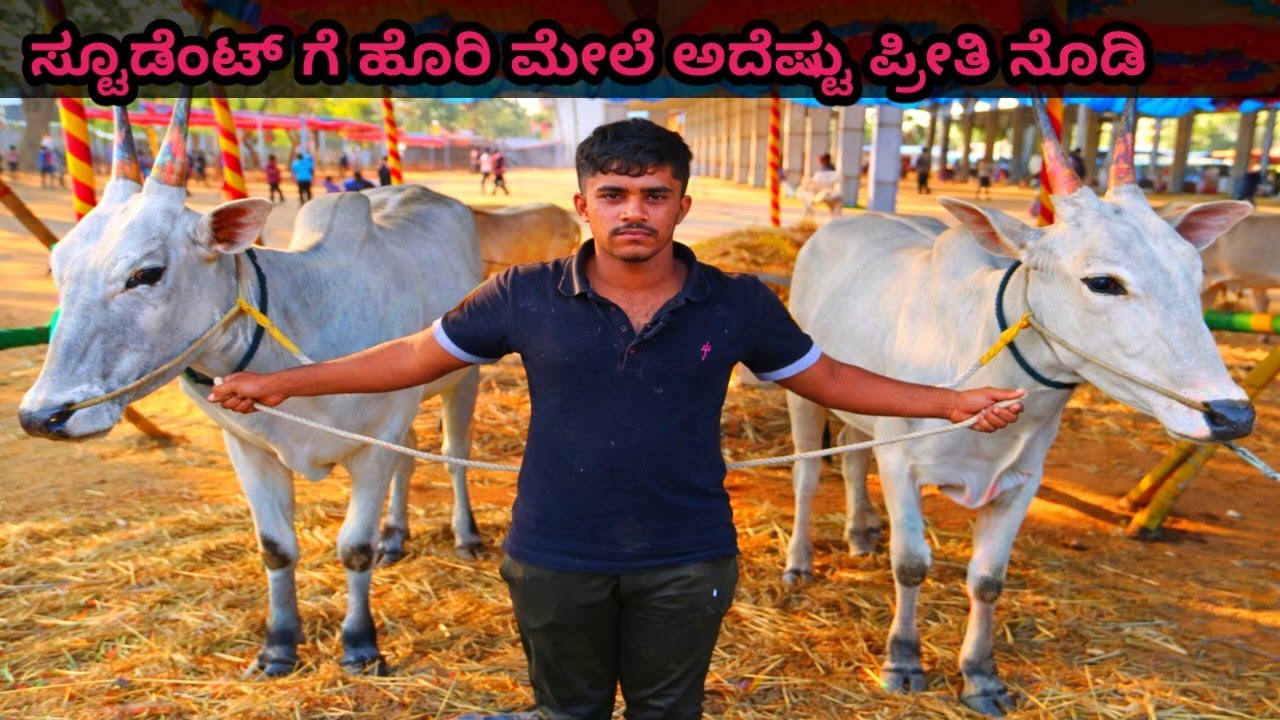 hallikar bulls and studbull ಪವನ್ ಕುಮಾರ್ 