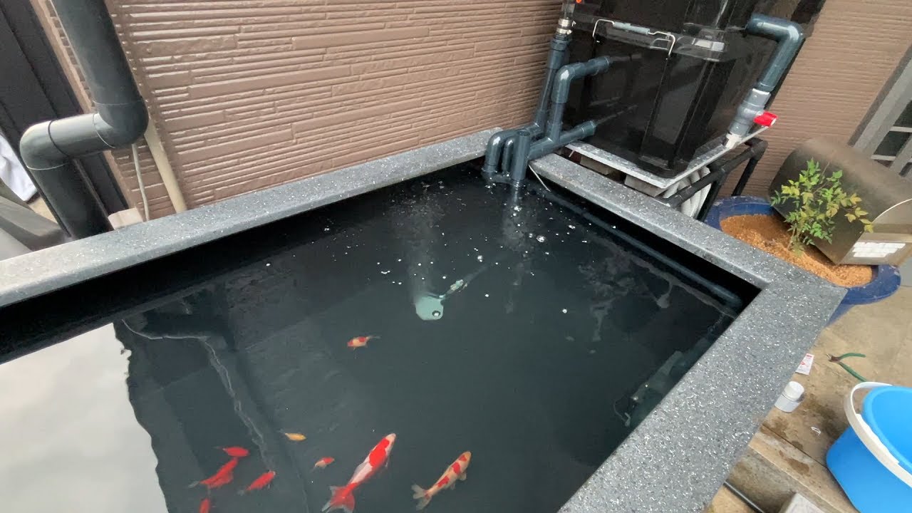 ついに巨大１トン水槽に金魚を放します！！