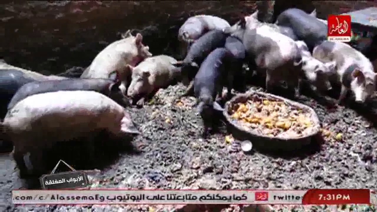 الابواب المغلقة | ناريمان زين العابدين تقتحم عالم الخنازير فى منشية ناصر