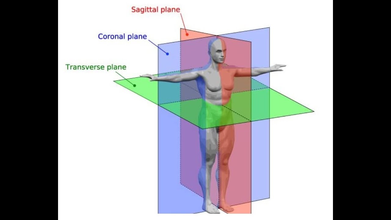 GÉNÉRALITÉS - LES PLANS, AXES ET MOUVEMENTS