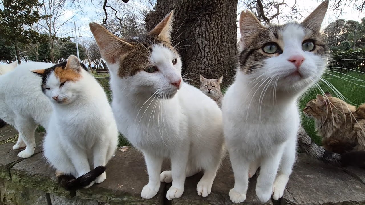 I need more than two arms to handle this many cats!