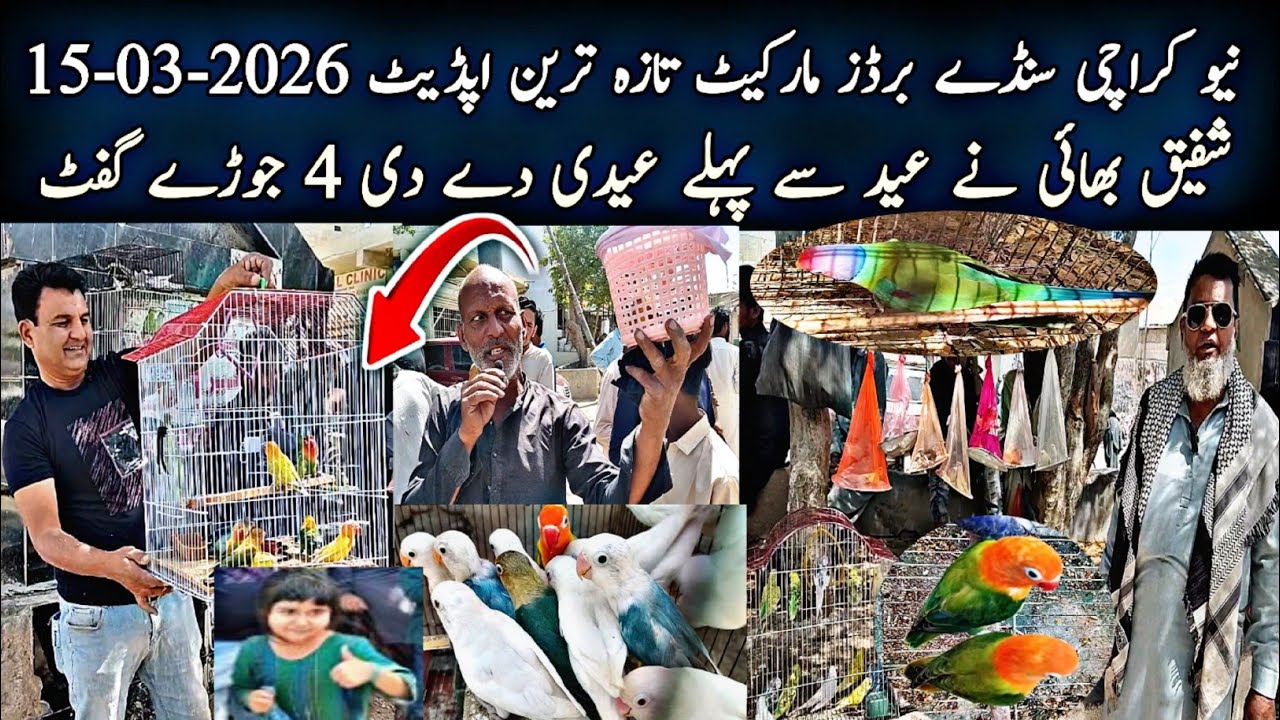 New Karachi Birds Market Sector 5-F Sunday 15-03-2026|Sunday Bird Market Karachi|Global Birds Lovers