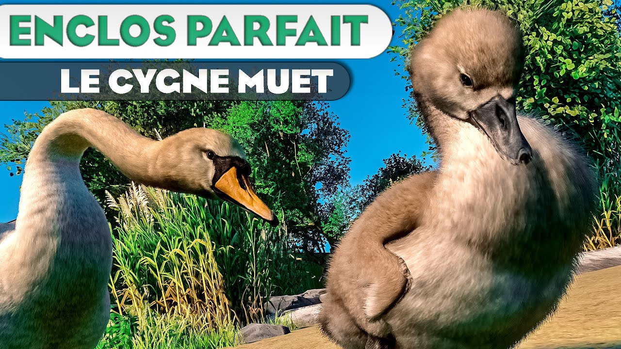 Le Cygne tuberculé | LES ENCLOS PARFAITS : ÉPISODE 139 | PLANET ZOO