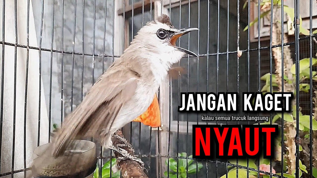 trucukan gacor TARUNG ROPEL PANJANG pancingan trucukan agar bunyi jadikan burung trucuk gacor NYAUT