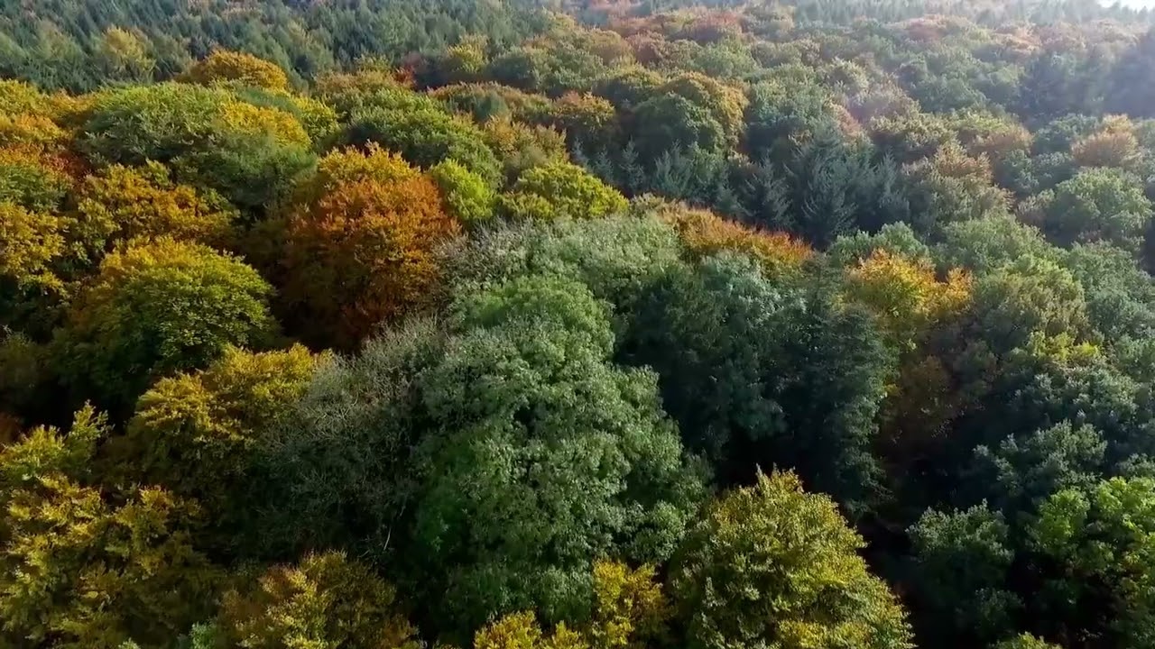 Deep Forest Relaxation 🌿 30 Minutes of Natural Bird Sounds