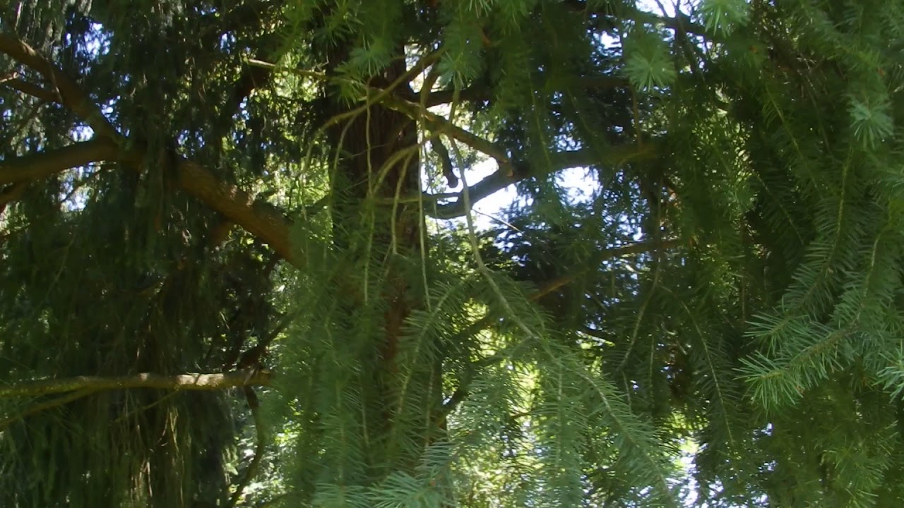 Douglas fir / Duglazija