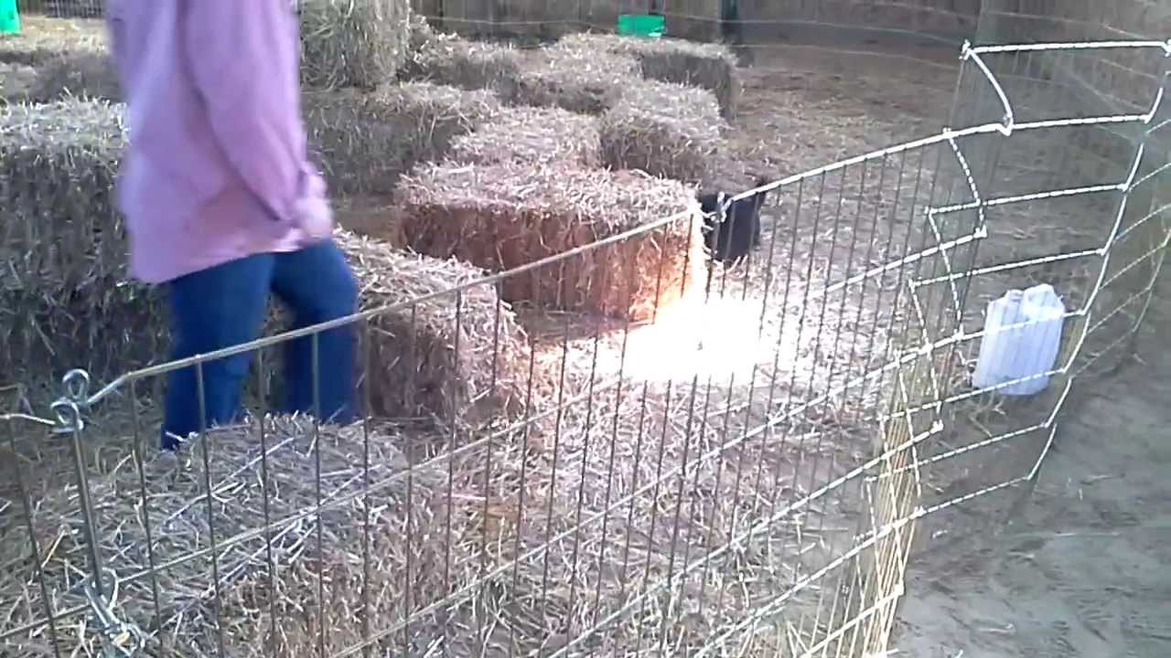 Scottish terriers practicing Barn Hunt