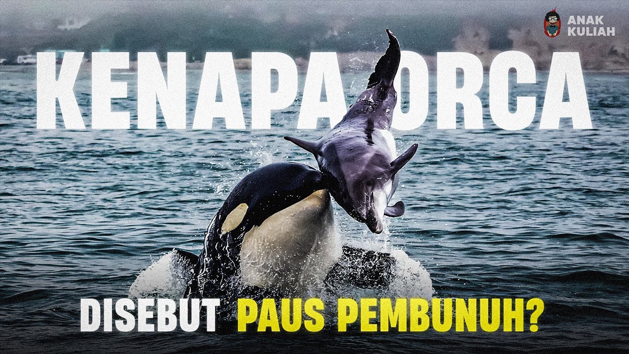 MENGAPA PAUS ORCA DISEBUT PEMBUNUH
