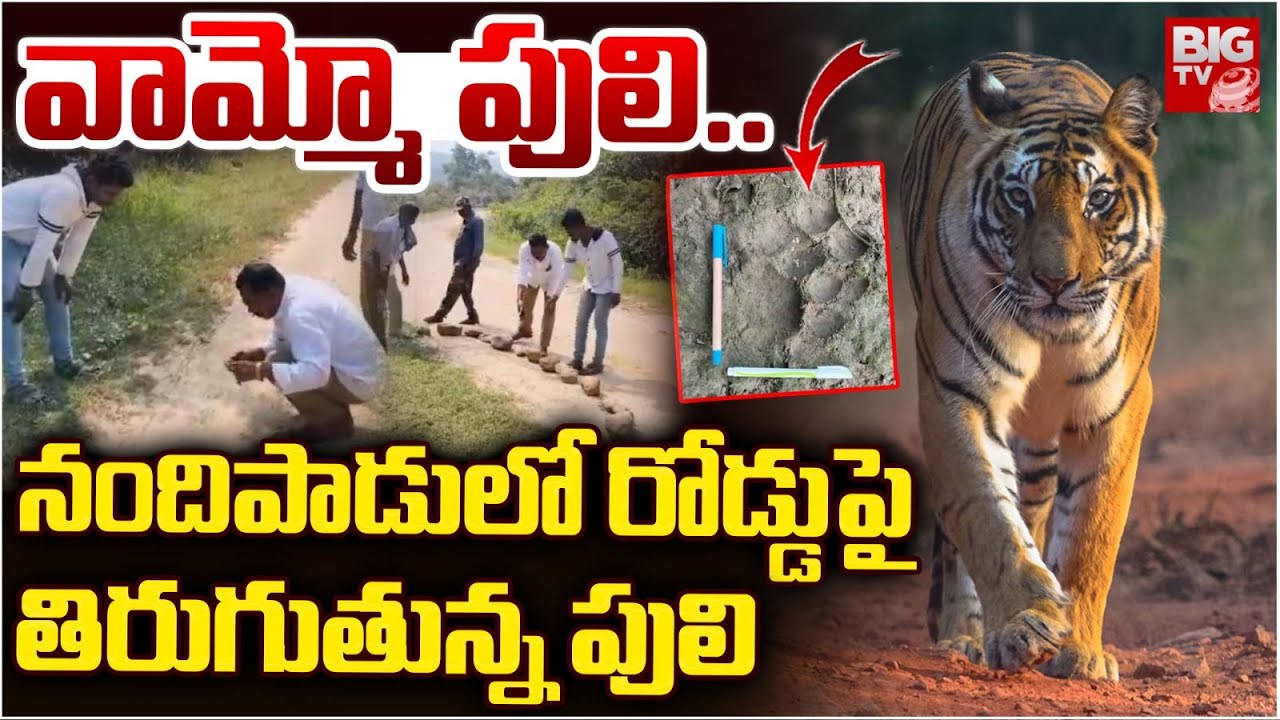 Tiger News | వామ్మో పులి..| Tiger Hulchal in Udayagiri | Tiger in Nandipadu | BIGTV