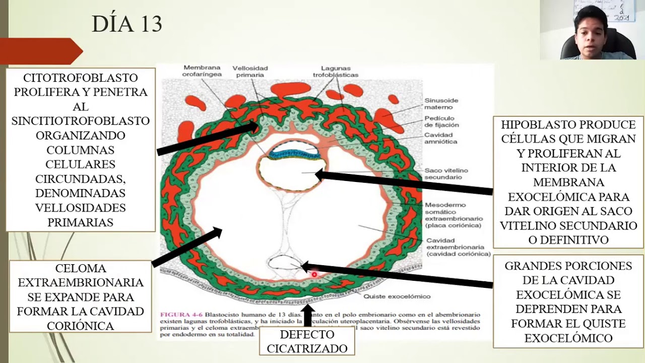 EMBRIOLOGÍA: SEGUNDA SEMANA DE DESARROLLO: DISCO GERMINAL BILAMINAR