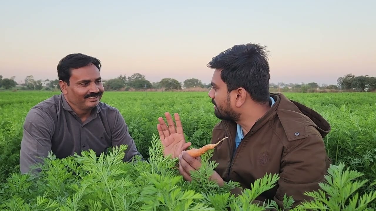 SCTवैदिक गाजर सिर्फ 45दिनो में बेहतरीन बदलाव गाजर में मीठापन और मिट्टी हुई भूरीभूरी#agriculture
