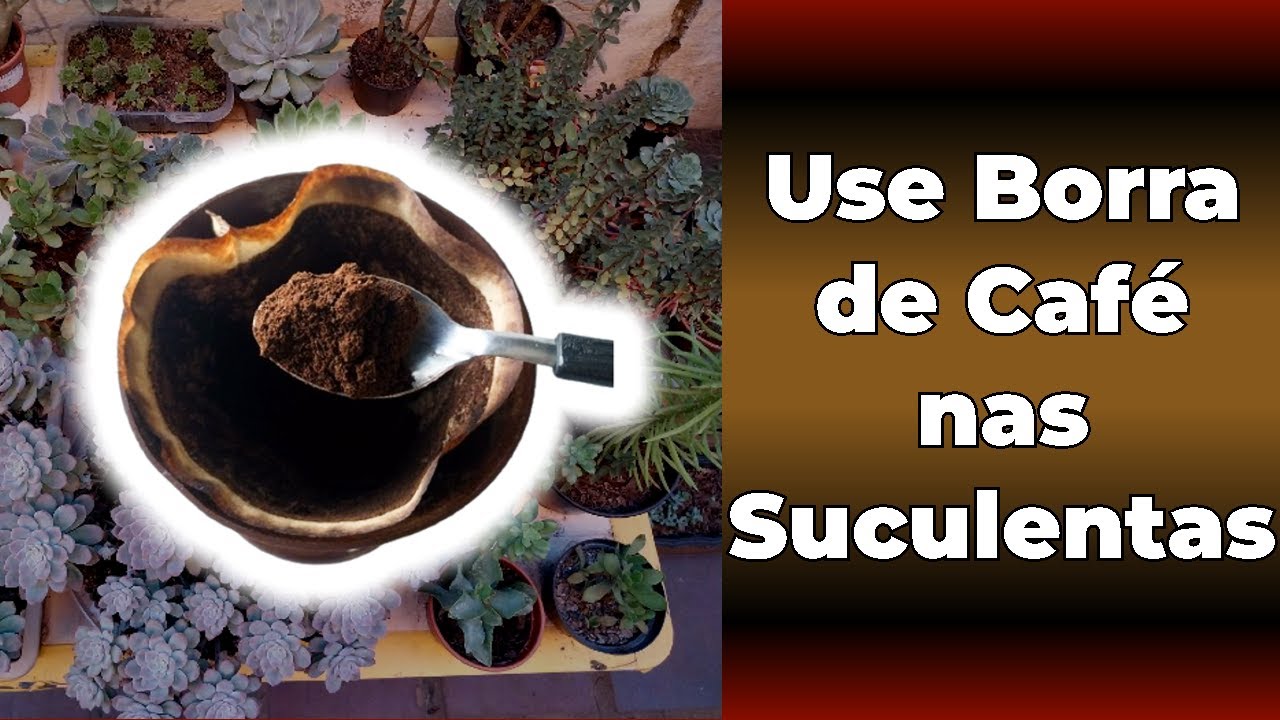 APLIQUE borra de CAFÉ nas suas SUCULENTAS e se SURPREENDA