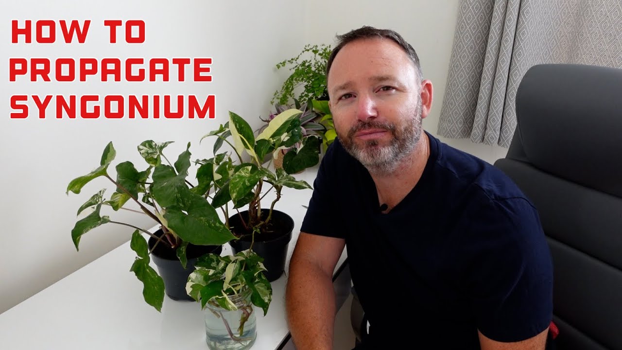Как размножить Syngonium Podophyllum Albo Variegatum | Arrow Head Vine