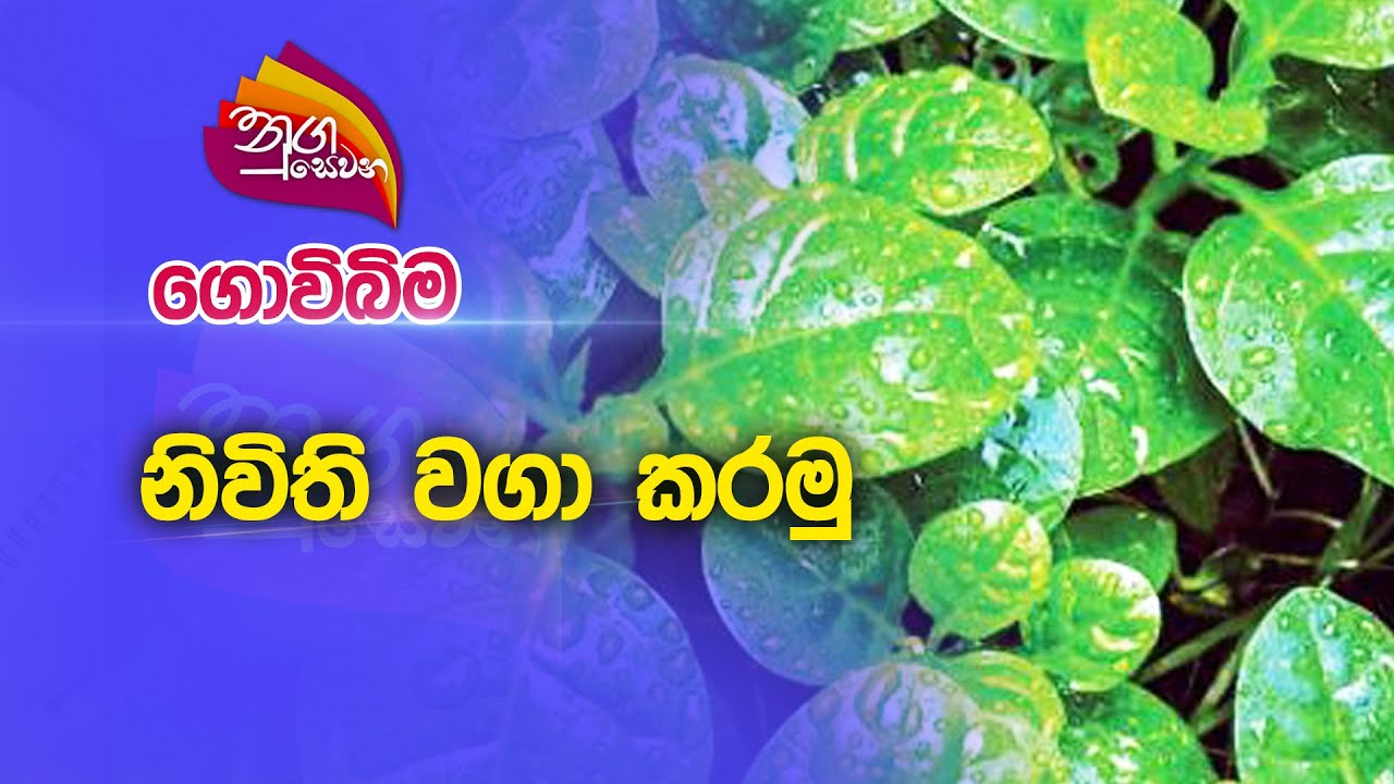 Nugasewana | ගොවිබිම - නිවිති වගා කරමු | 2023-02-13 |Rupavahini