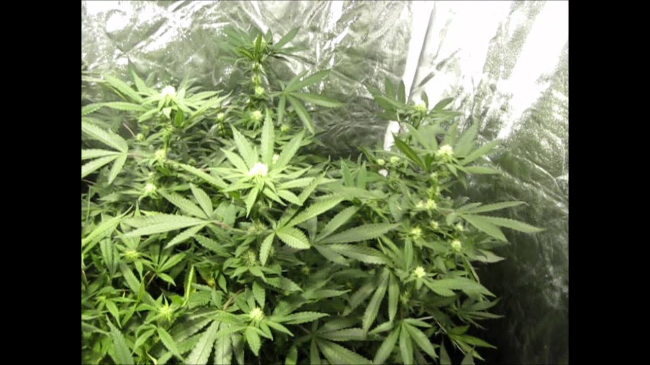 Connoisseur Genetics-(Purple Chedder)-Day 21 Subcool Super Soil!