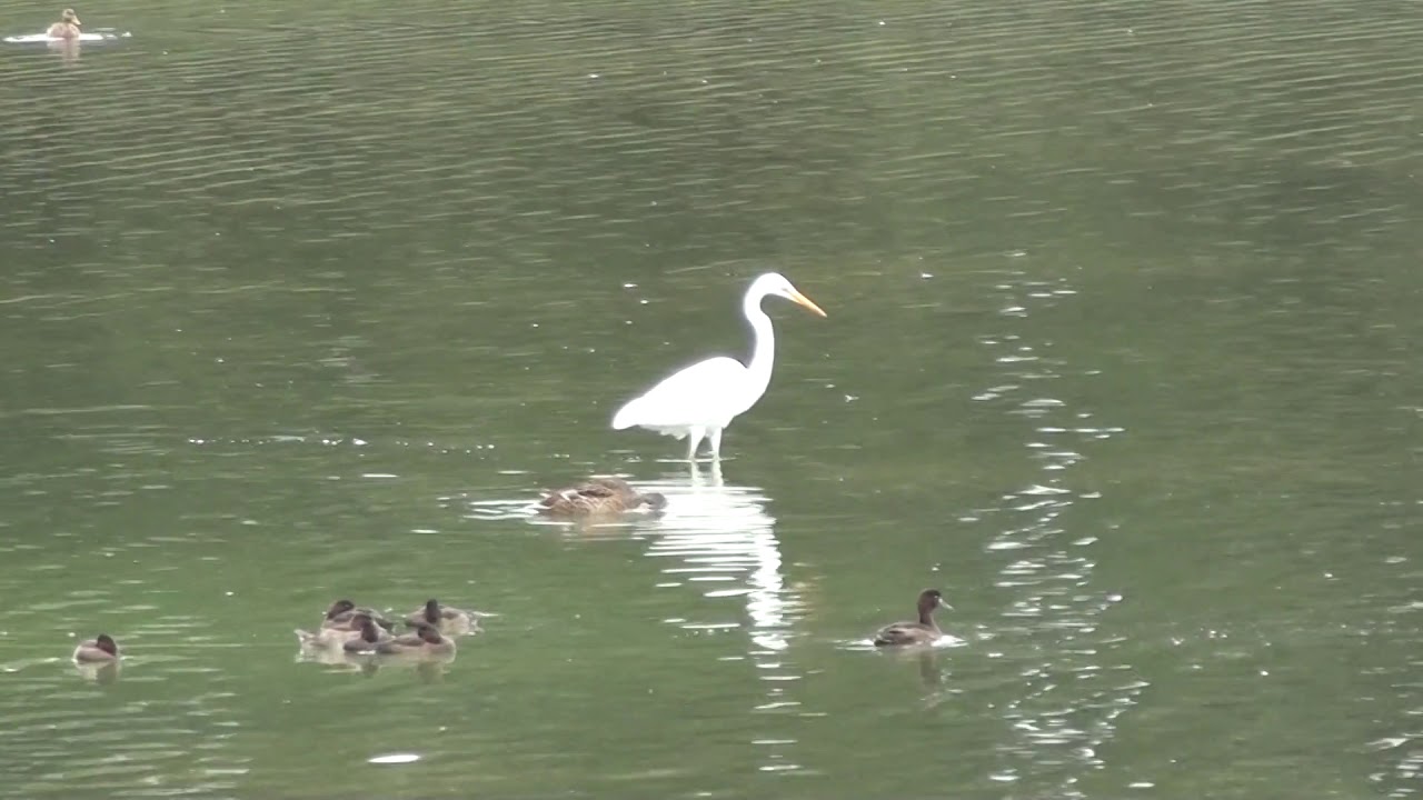 La grande aigrette au Lac de Bambois