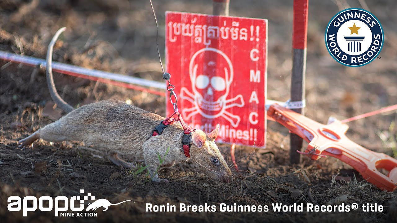 HeroRAT Ronin Breaks Guinness World Records® title