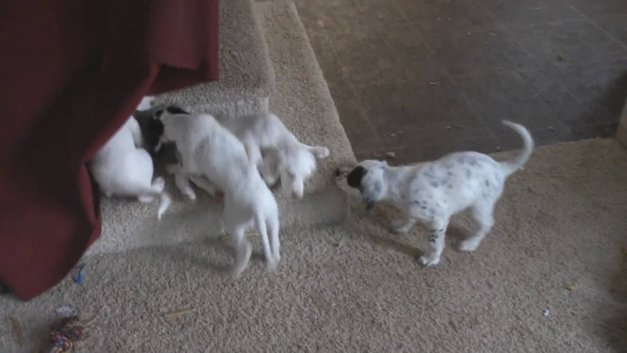 English setter puppies playing 3/21 (HD Video)