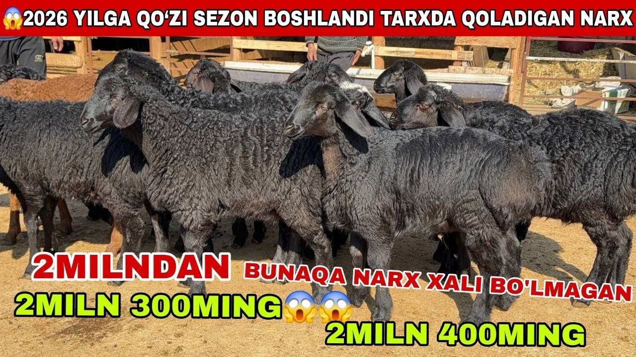 😱150 bosh 2miln 300 ming 2miln 800ming katta qo’zilar keldi tarixda qoladigan narxlar bo’ldi shosh
