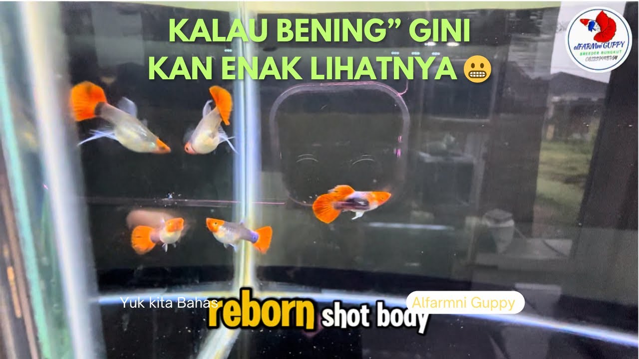 ROMBAK PENEMPATAN INDUKAN DI ALFARMNI GUPPY 😬 yuk kita simak sambil kasih pakan ikan
