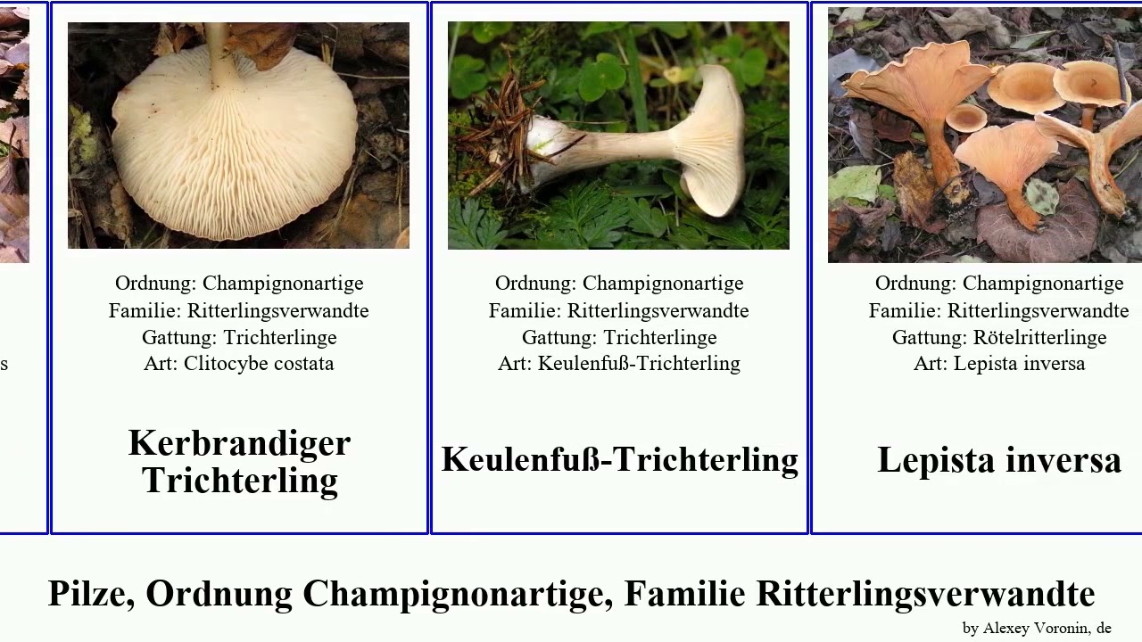 Pilze, Ordnung Champignonartige, Familie Ritterlingsverwandte trichterling zwergkn&auml;ueling fungus