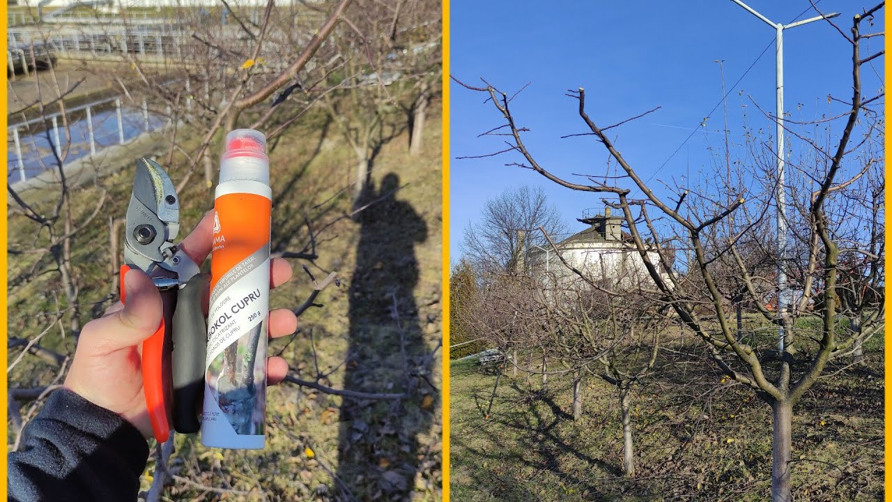 Tăieri de rodire la meri și peri 🍎🍐👍