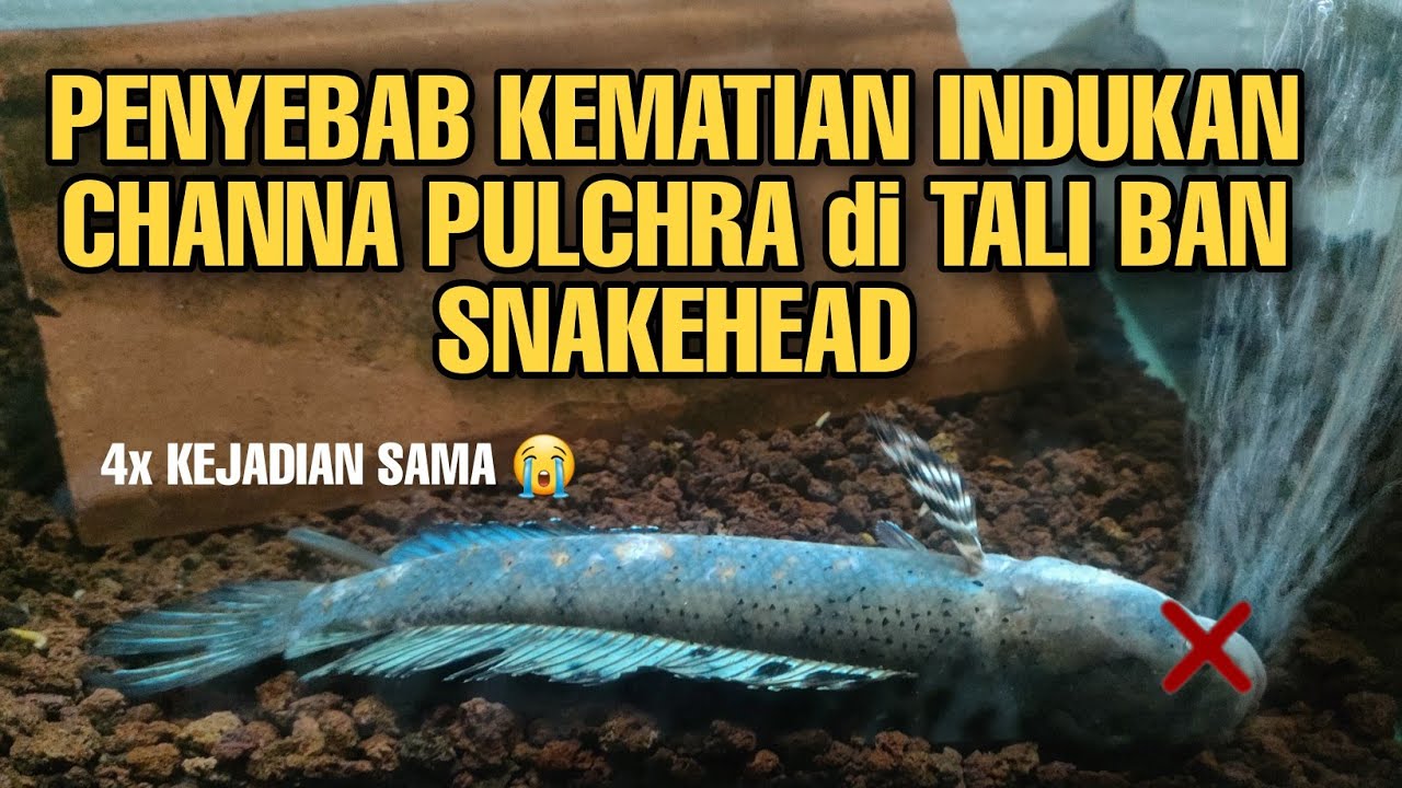 PENYEBAB KEMATIAN INDUKAN CHANNA PULCHRA di TALI BAN SNAKEHEAD