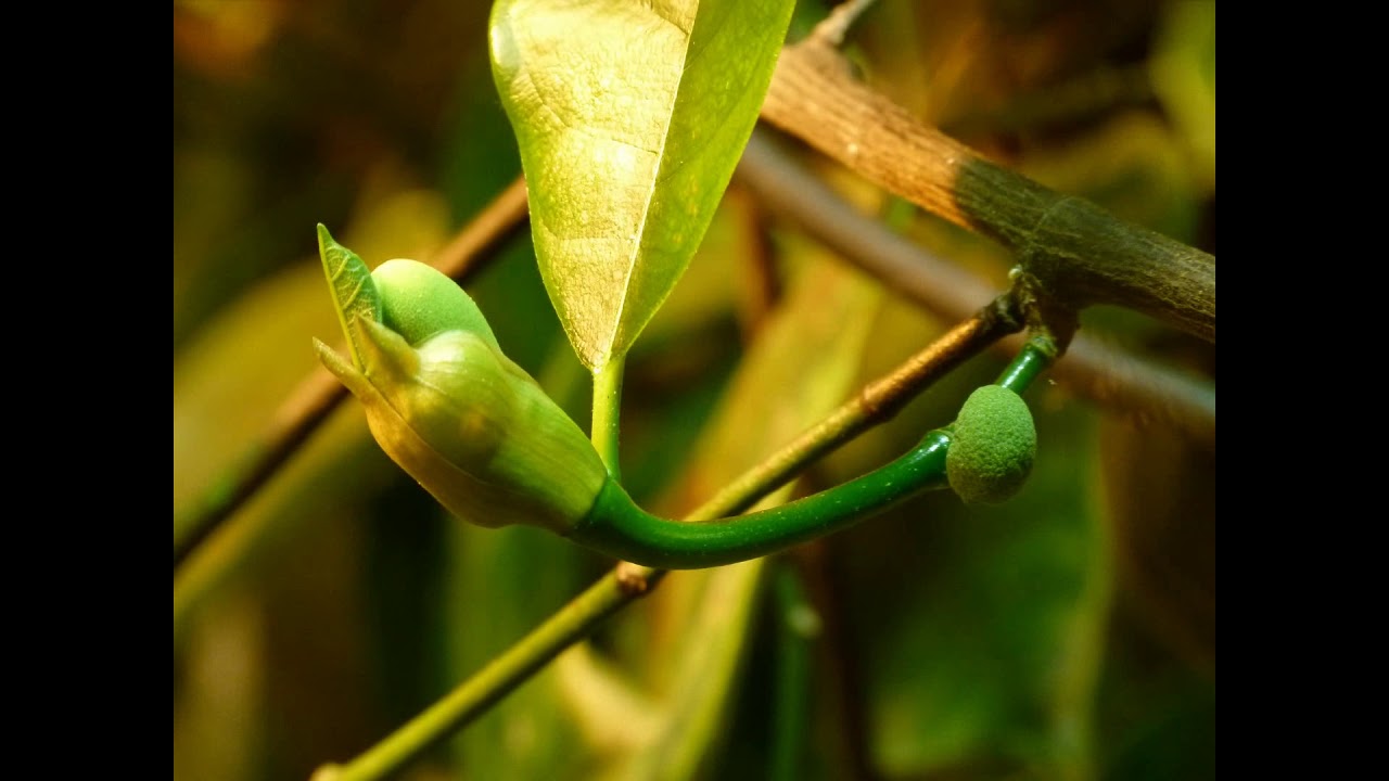 杰克果实如何生长？/ How is jack fruit growing? TIMELAPSE, Jak rośnie drzewo chlebowe? jacfruit flowering