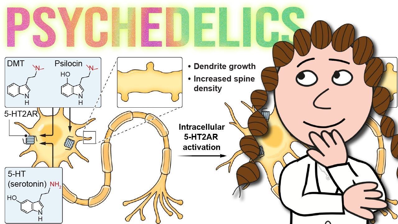 Psychedelics: a trip from mechanism to therapeutic potential?