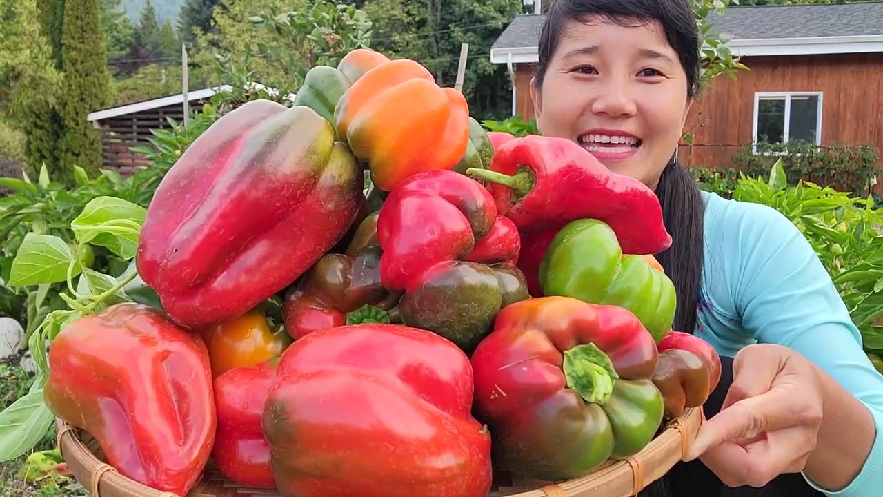THU HOẠCH ỚT CHUÔNG ĐỎ,DƯA HẤU TÝ HON, DƯA LEO HÀN QUỐC, CÀ CHUA TRIỆU NGỌT