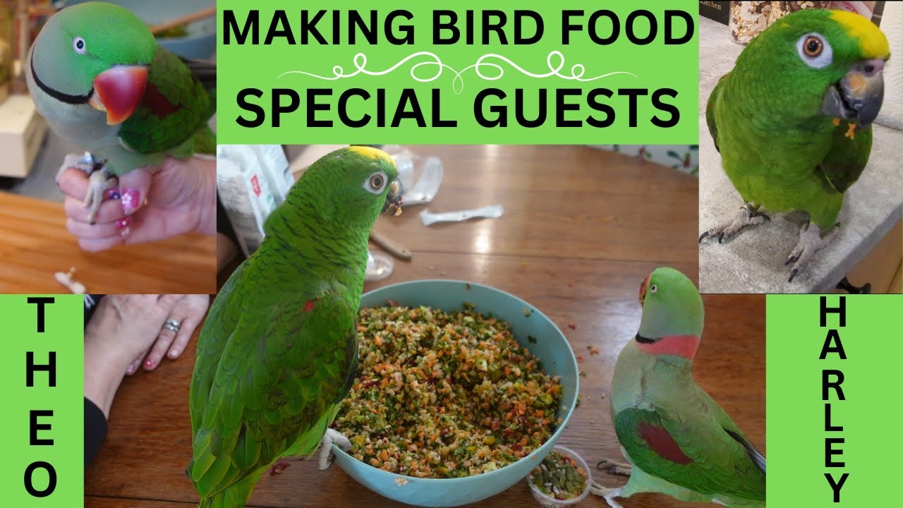 *MAKING A HEALTHY BIRD FOOD (MASH OR CHOP) FOR MY PARROTS* #birds #food #fyp #animals #funny