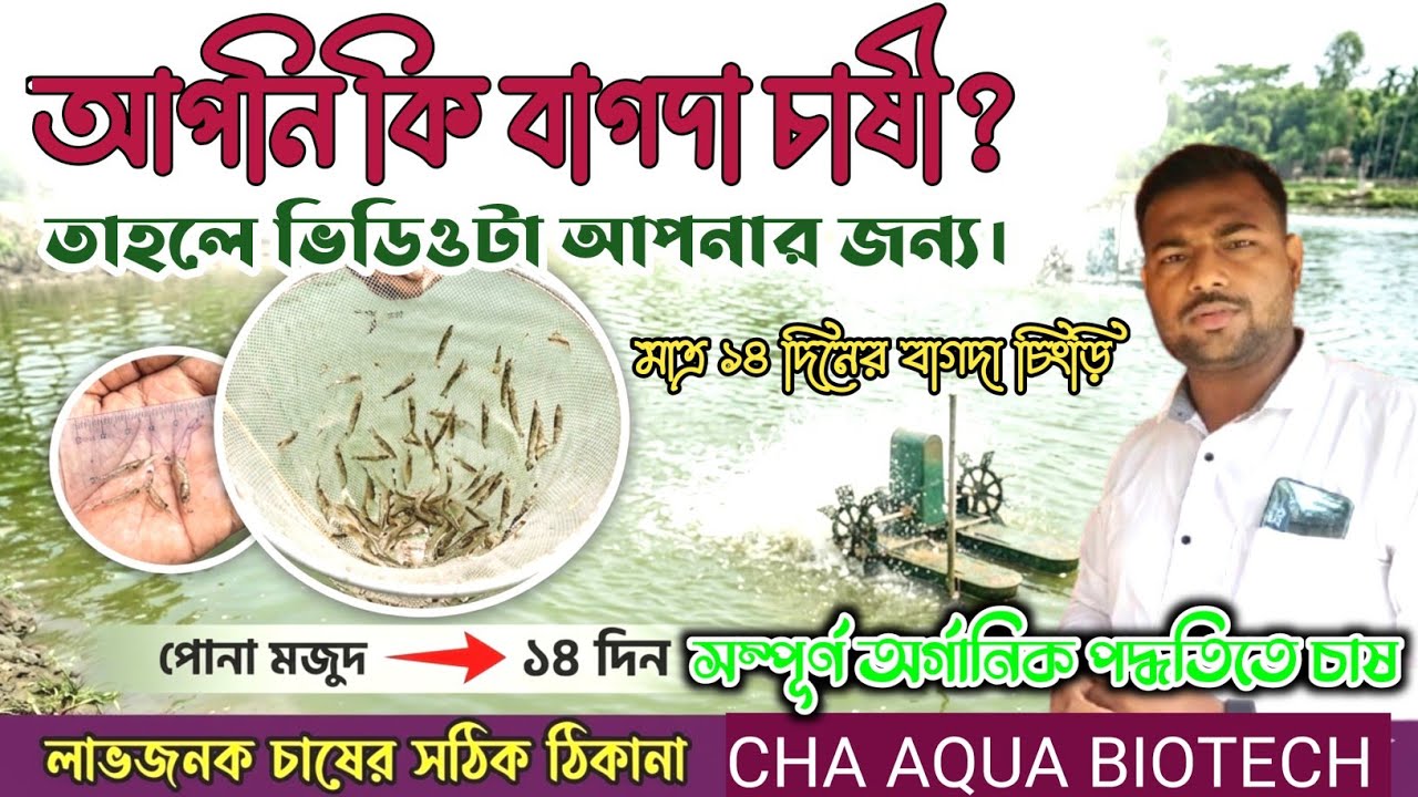 এই পদ্ধতিতে বাগদা চিংড়ি চাষ করলে লাভ নিশ্চিত