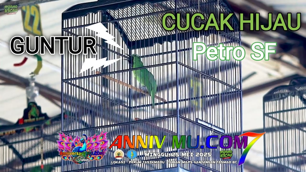 TAMPIL EDAN DI Gelaran ANNIVERSARY MU.COM | RR MILIK om Guntur PETRO SF TUBAN