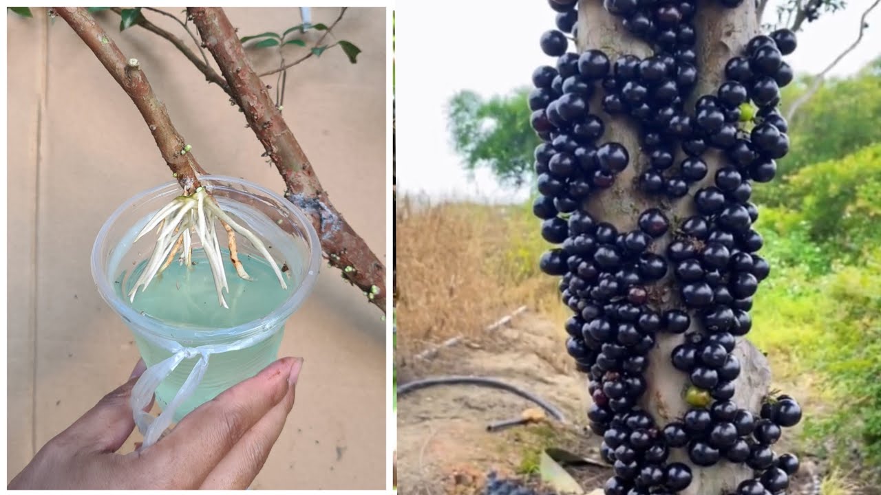 Simple Method - How to Grow Jabuticaba Tree  from Grapefruit In A Glass Of Water