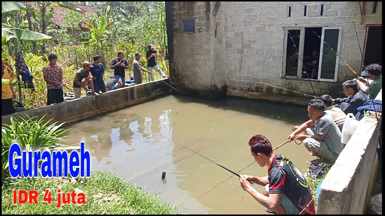 Tak masuk akal‼️kolam sekecil ini dibandrol harga 4 juta...