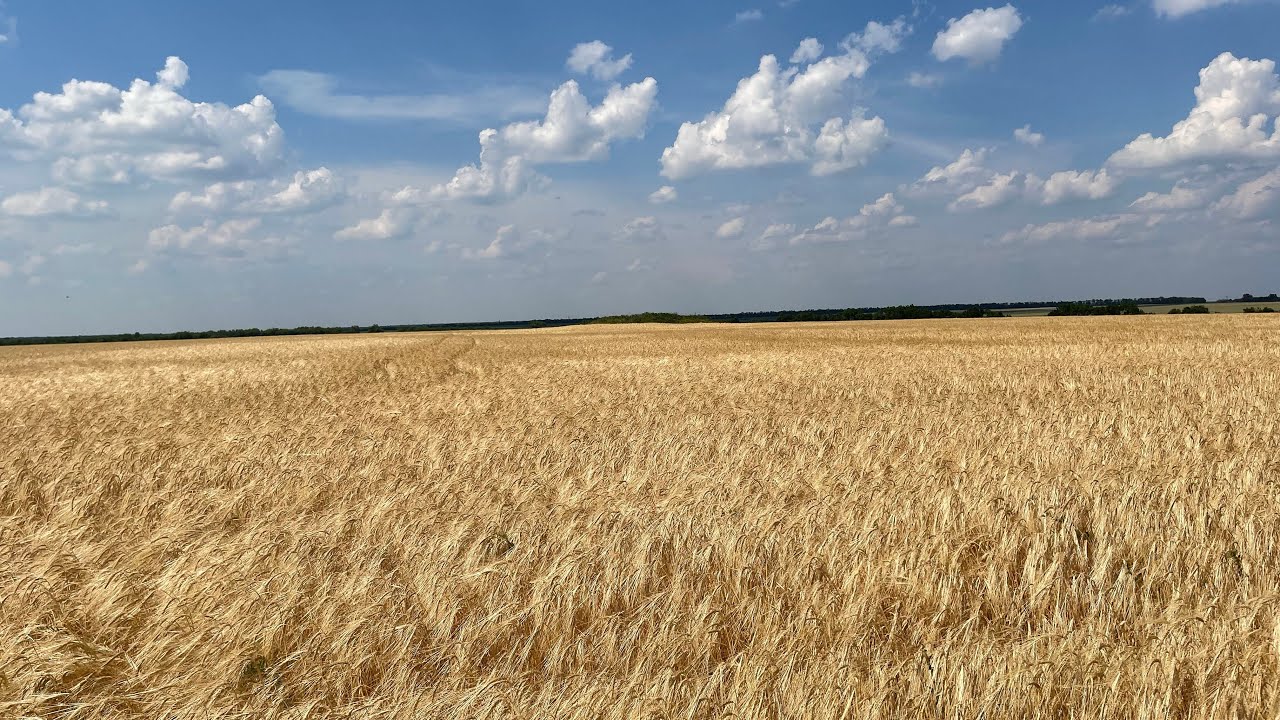 8.07.2022 г. Жнива ярого ячменю Адапт. Прямий посів.