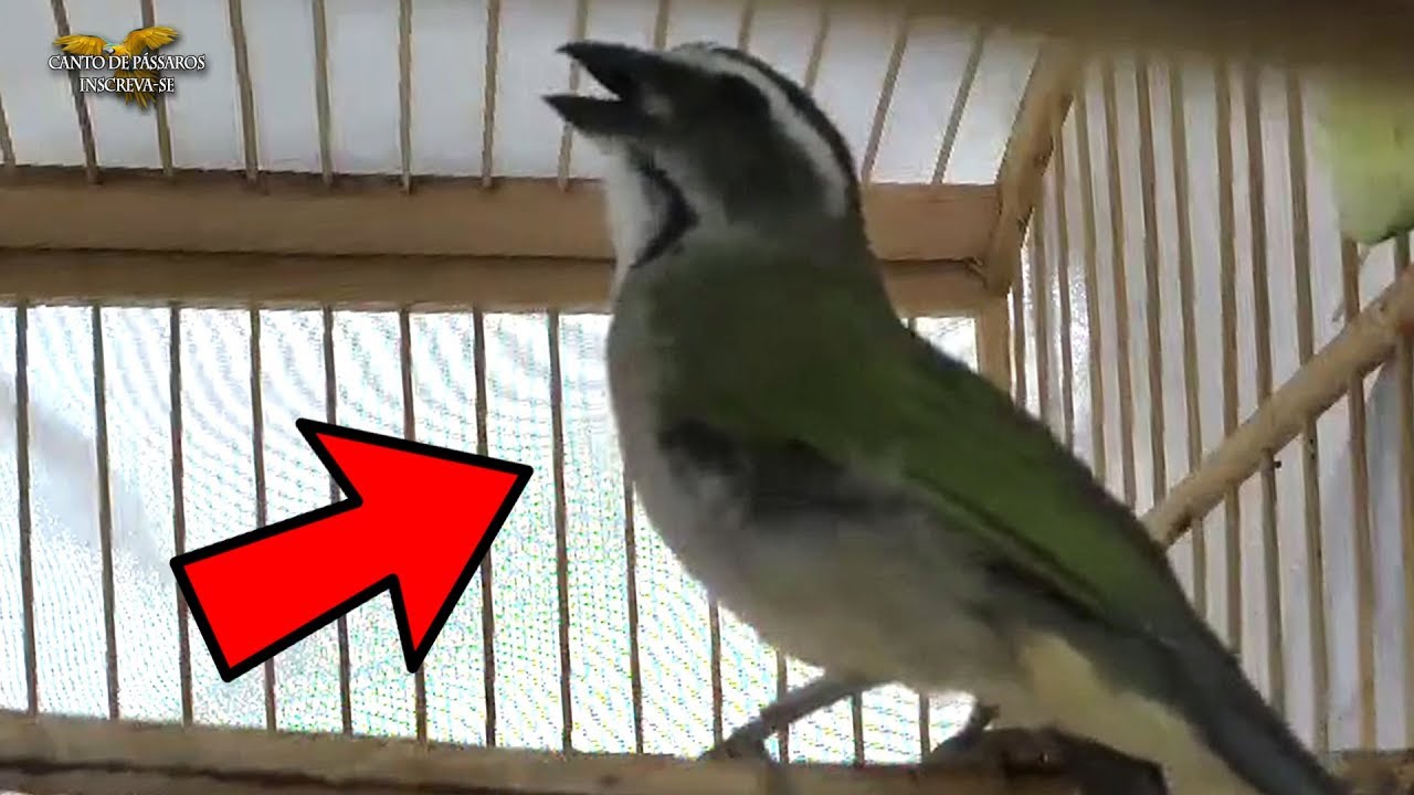 ESSE TRINCA FERRO É UM ESPETÁCULO - Bom dia Seu Chico Boi