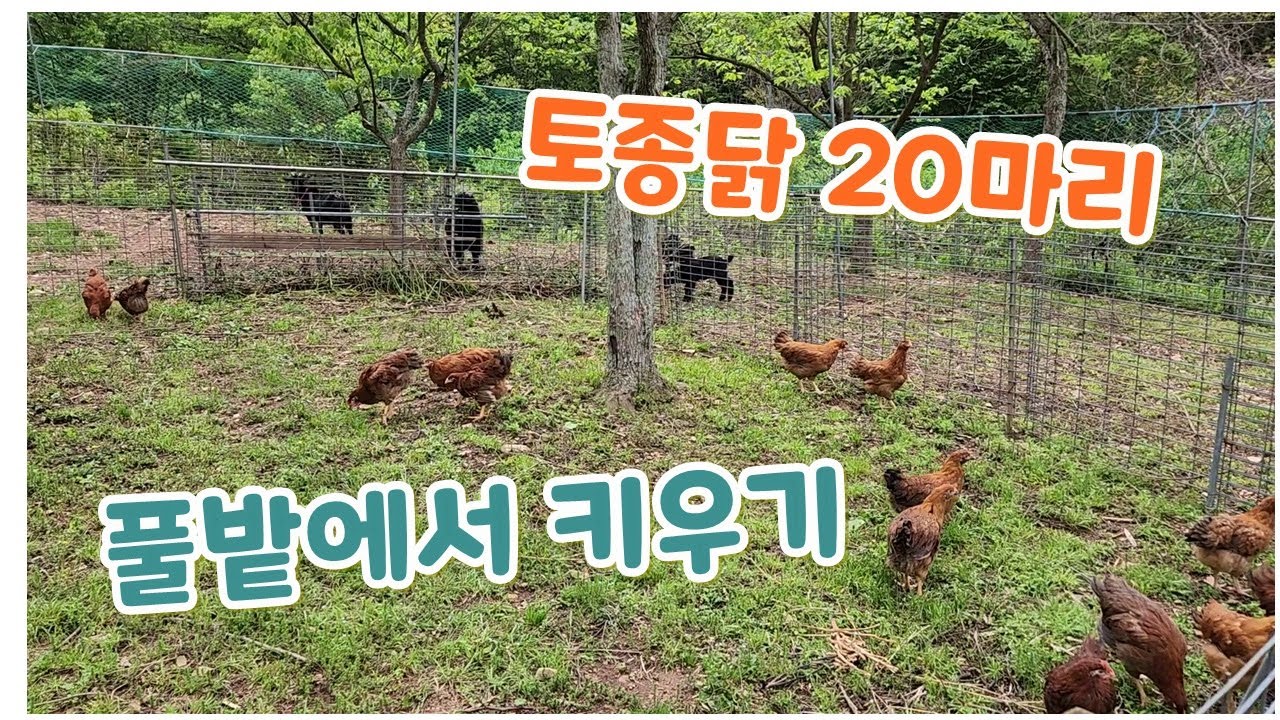 토종닭 20마리 풀밭에서 이렇게 키우고 있어요. 토종닭 기르기.