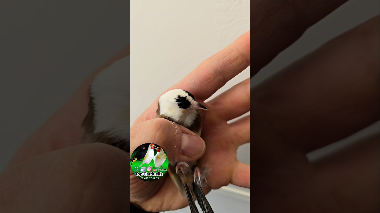 🤍🖤 #chardonneret #carduelis #goldfinches #cardellino #jilguero